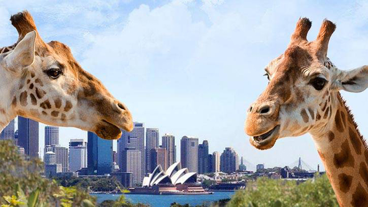 Taronga Zoo