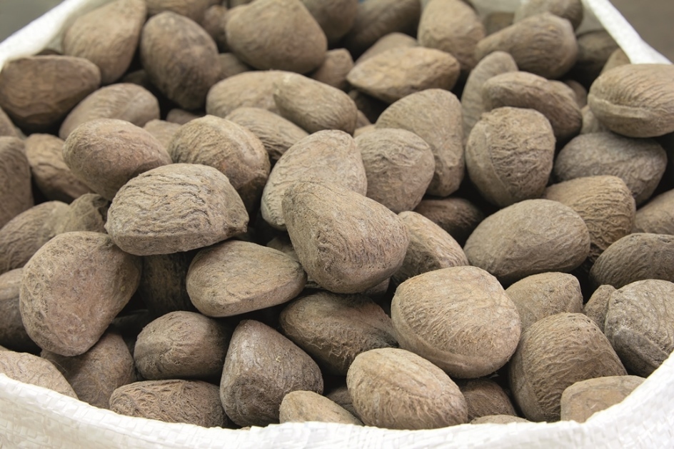 Buah Keluak nuts