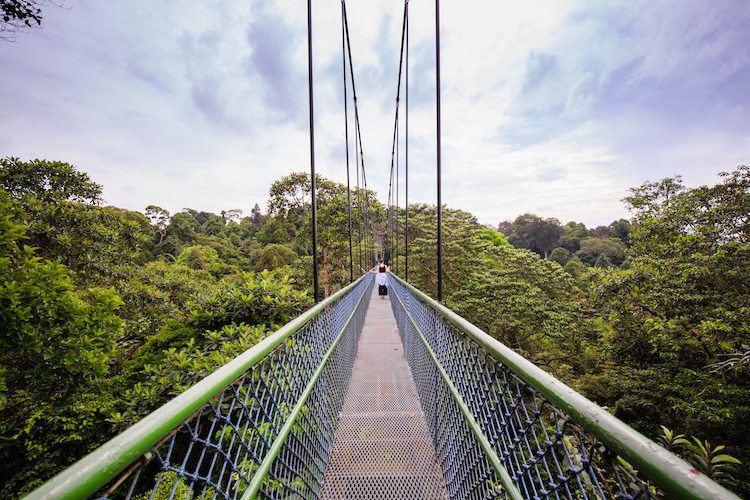 TreeTop Walk at Macritchie Reservoir