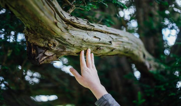 Touch wood