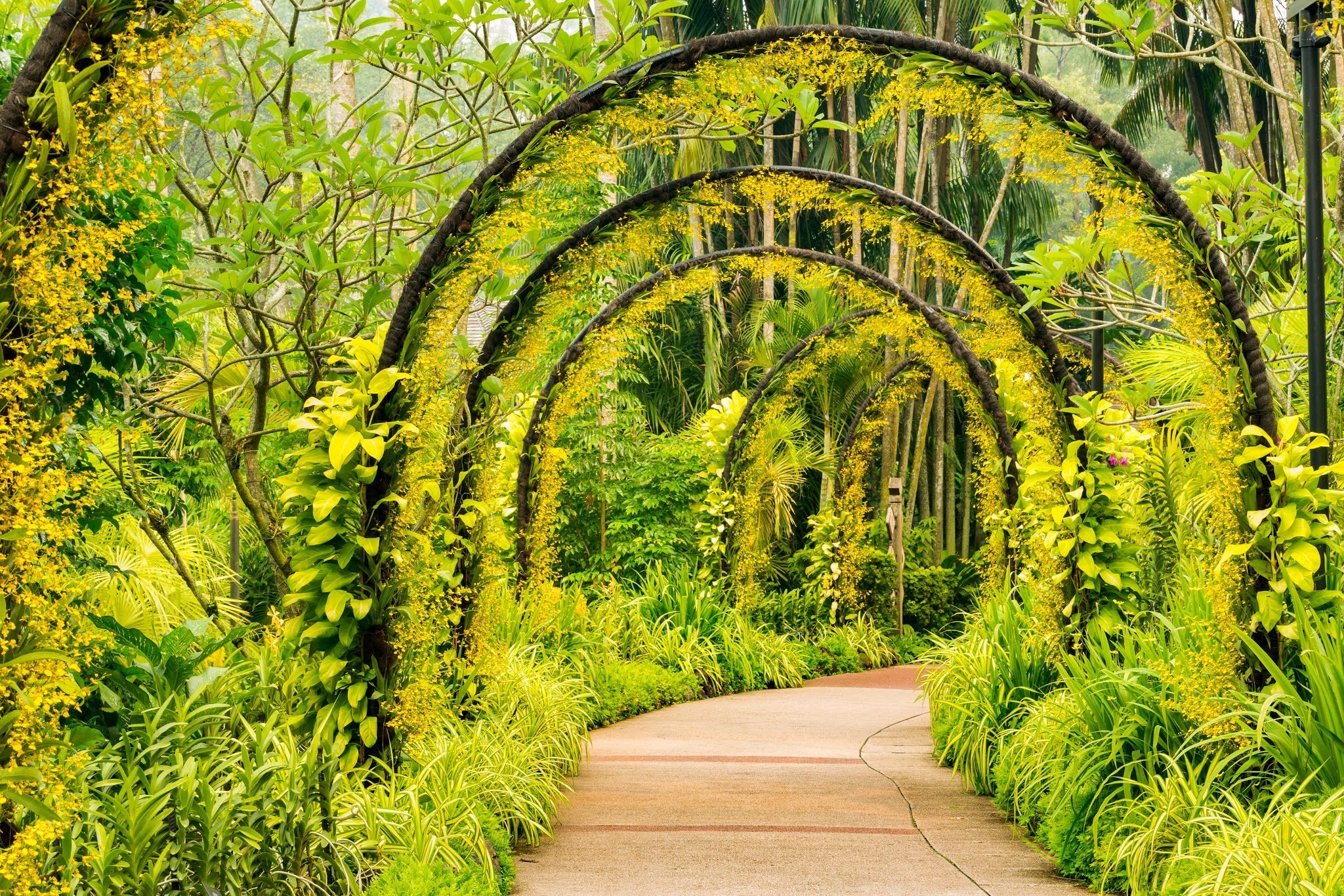 Yellow orchid archway at National Orchid Garden