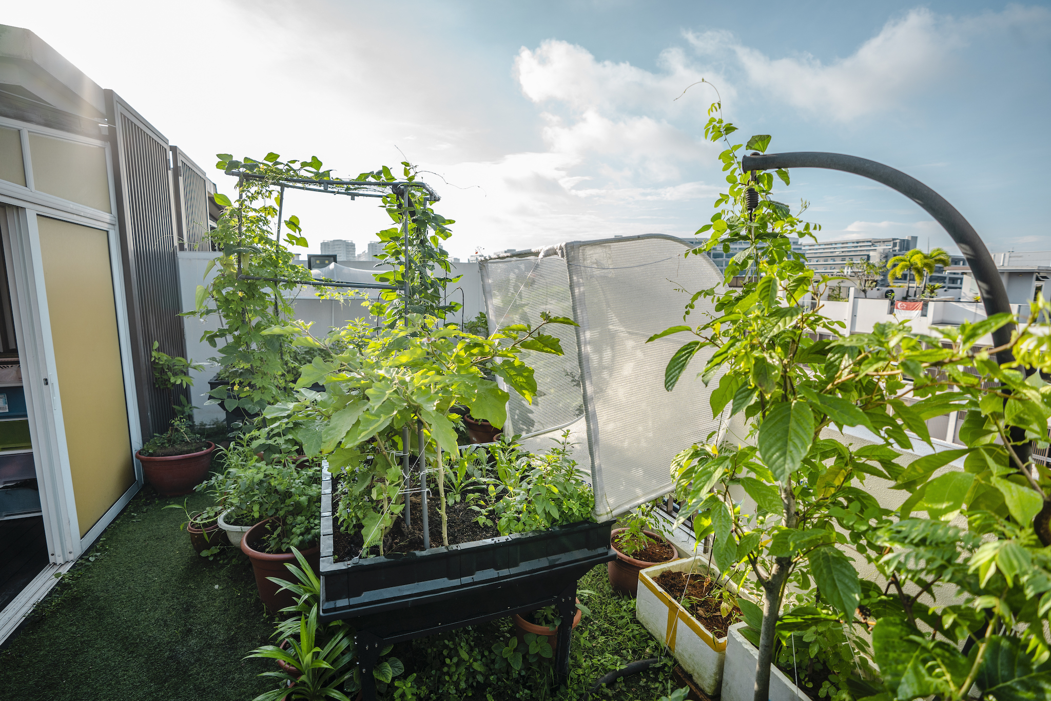 Home rooftop garden