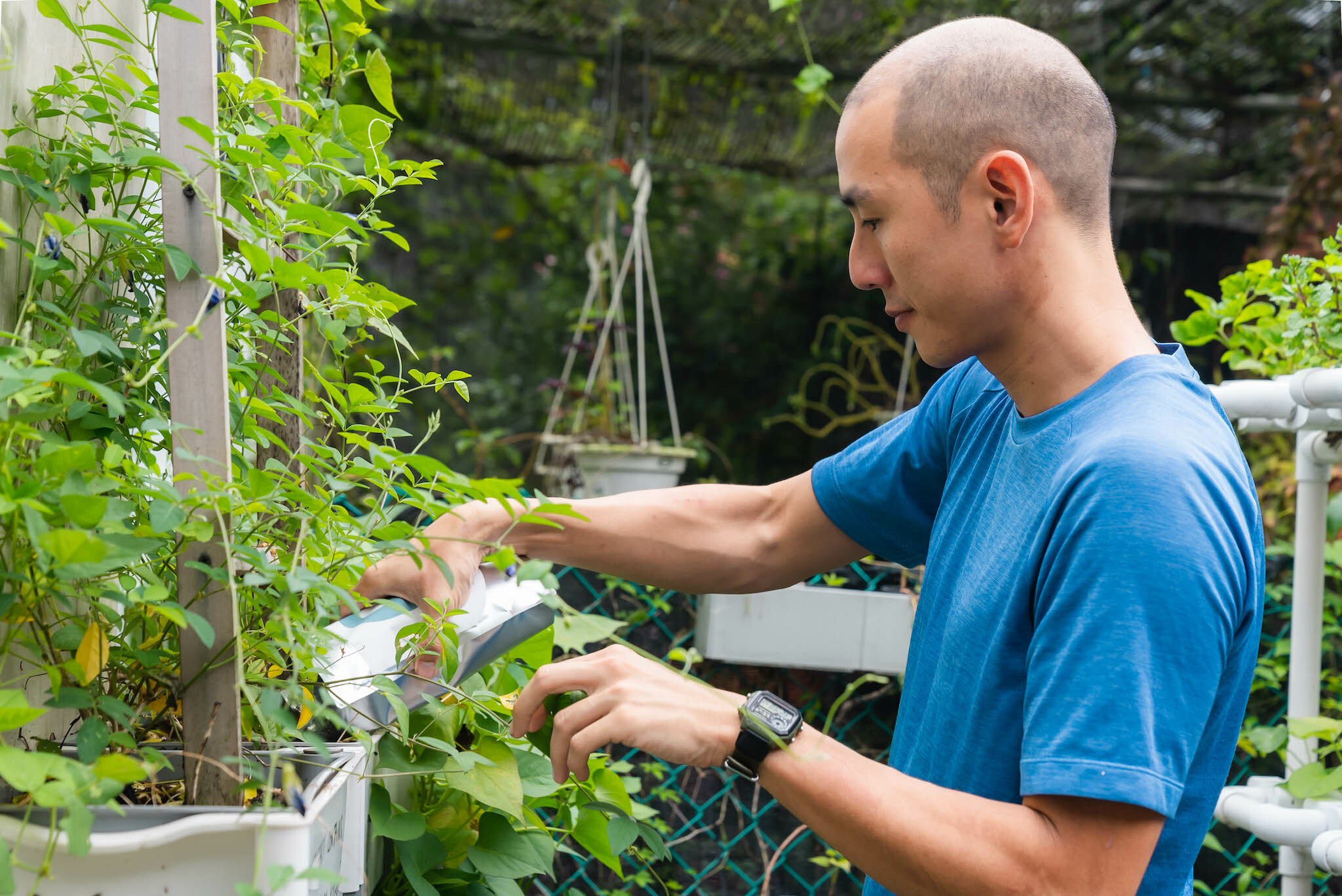 Chris Leow using cricket frass as fertiliser for his garden