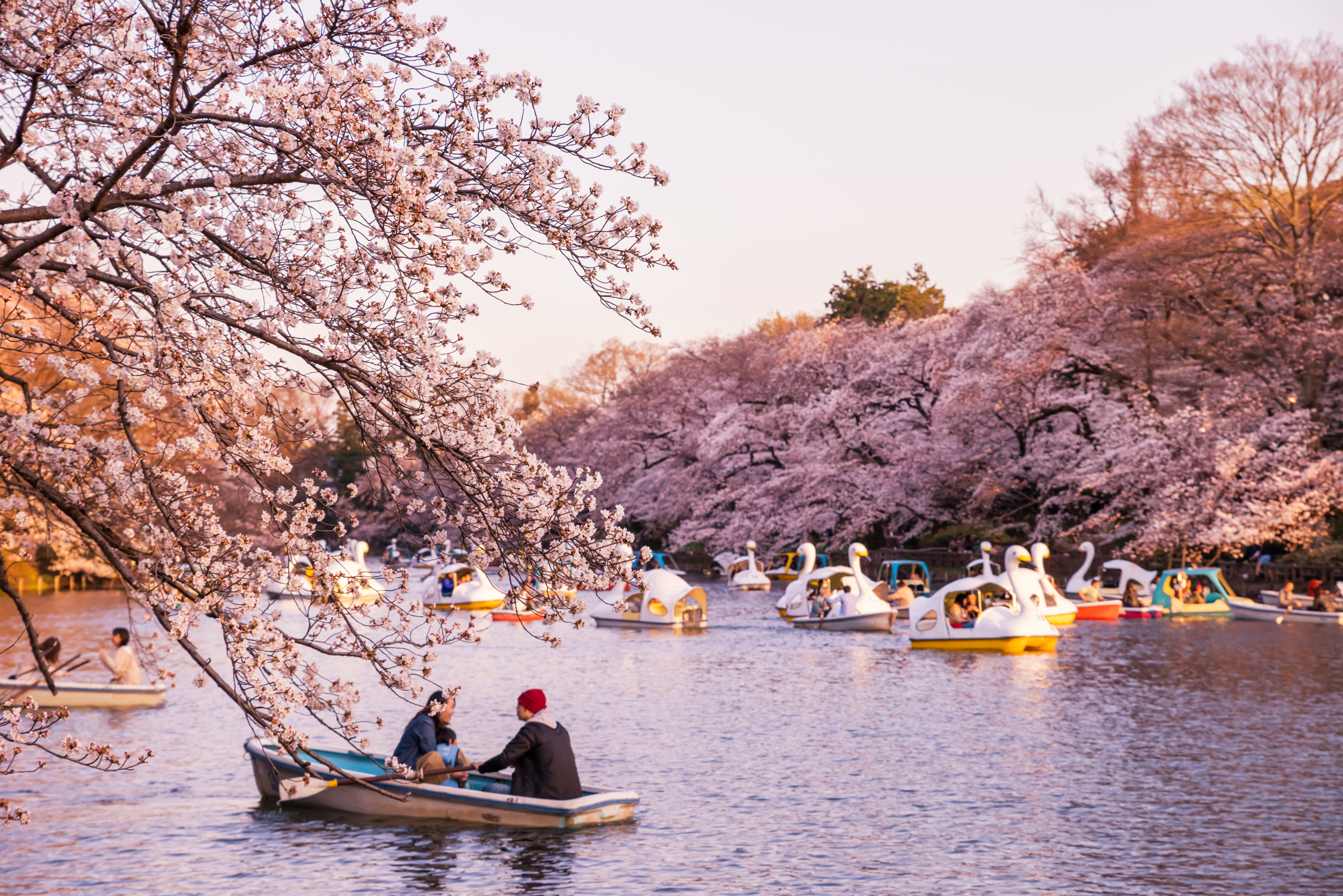 Inokashira Park