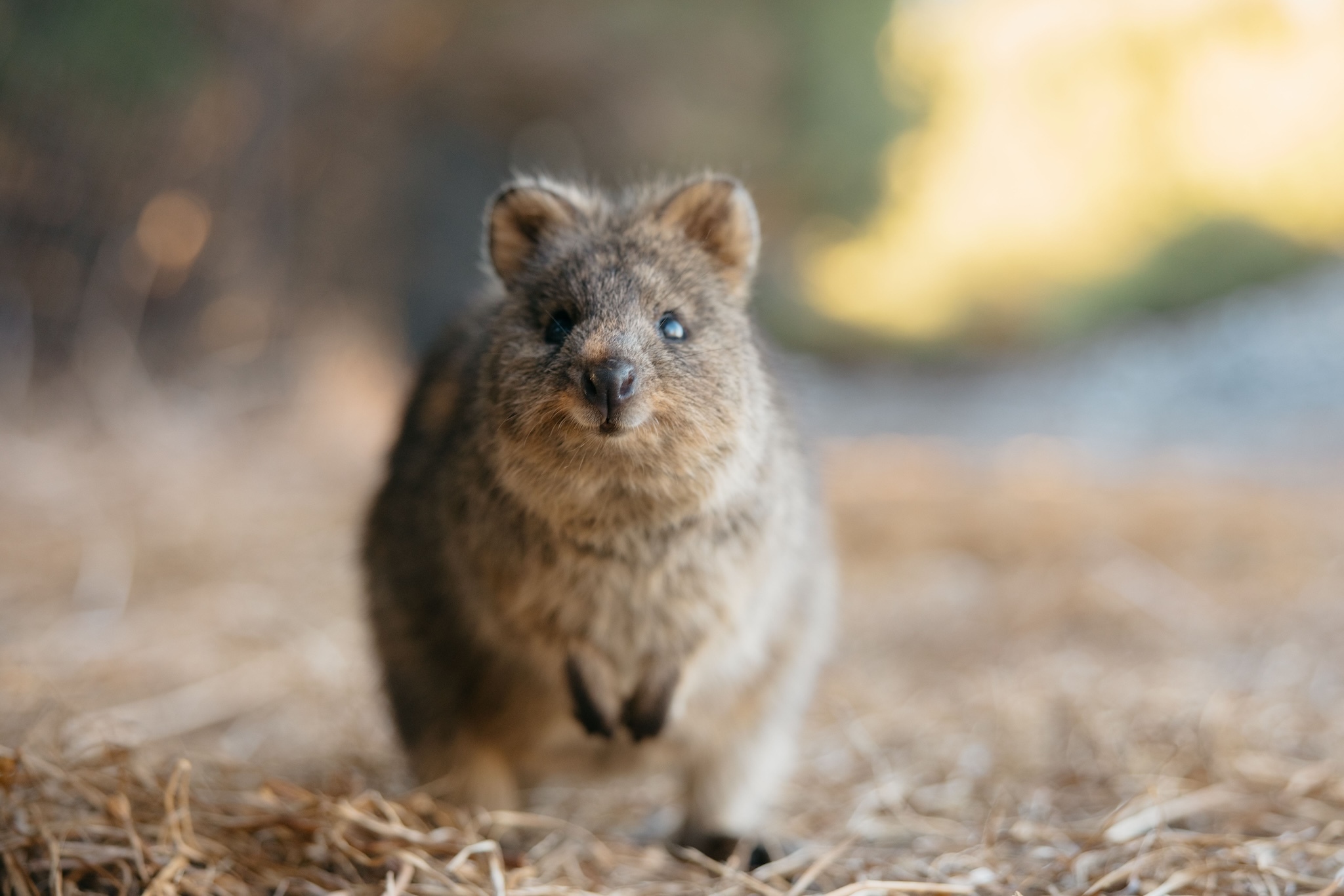Rottnest Island, Perth