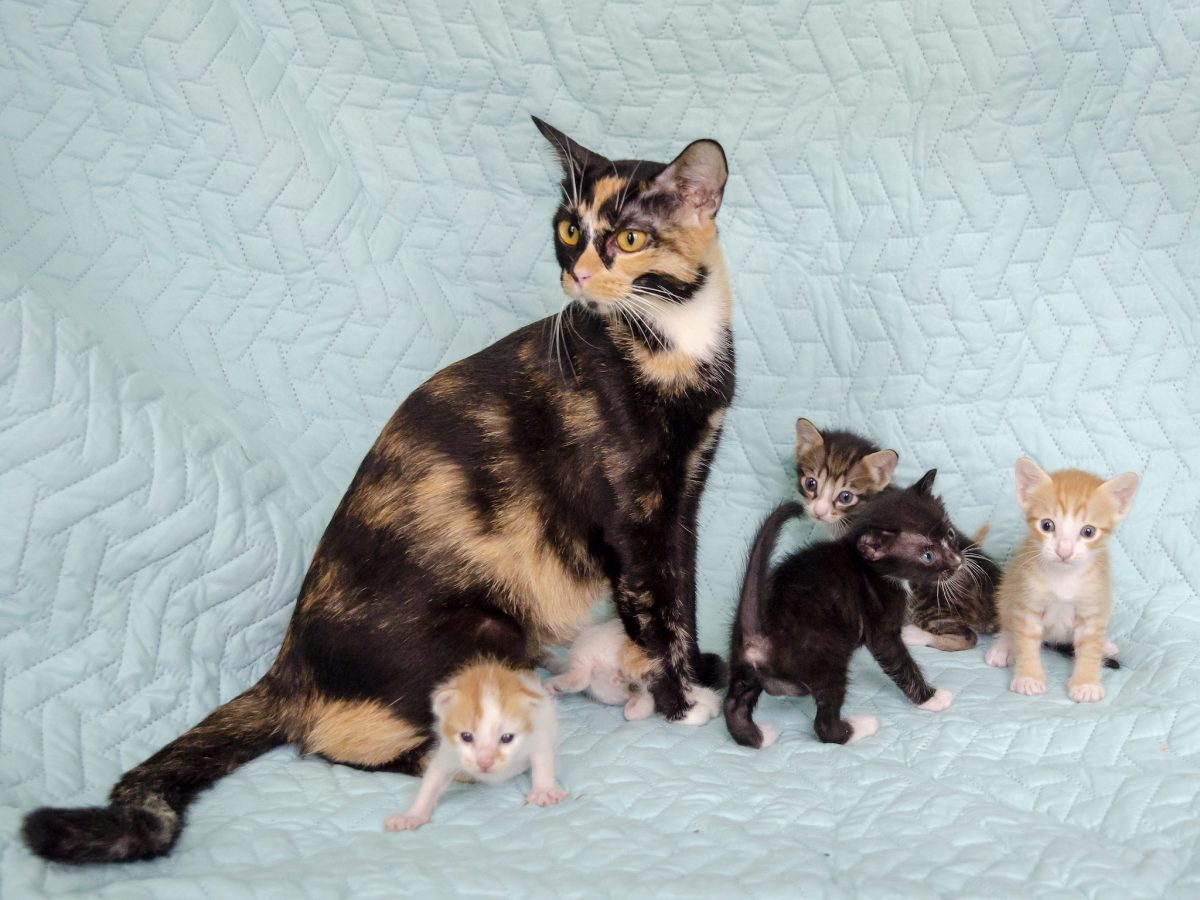 Mama and kittens