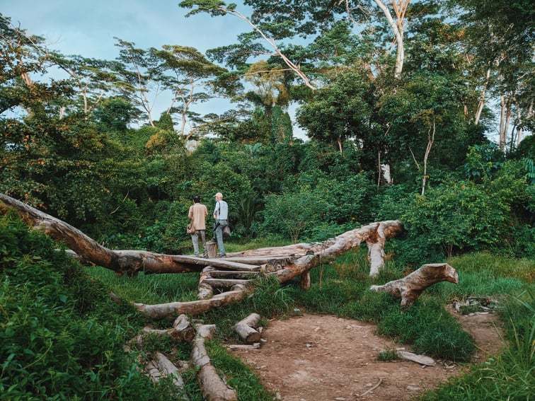 Alexandra woodlands