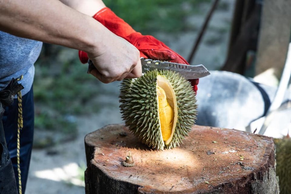 Dr Durian