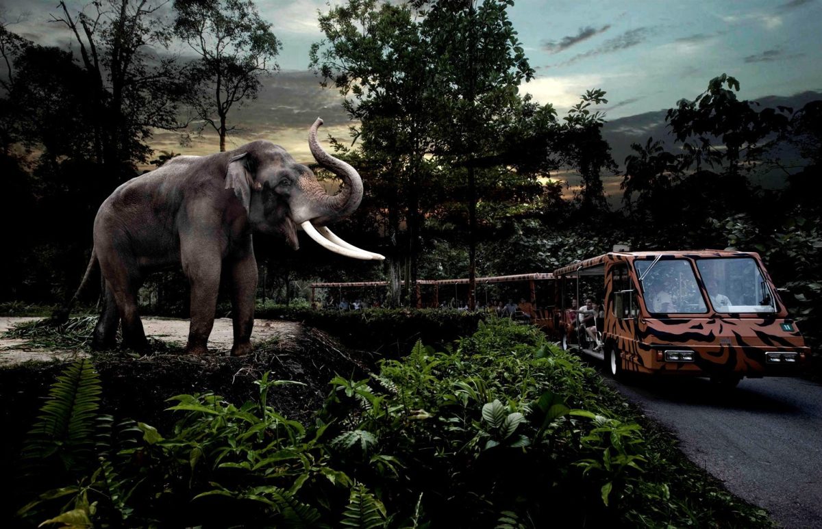 Night Safari, mystica, zoo
