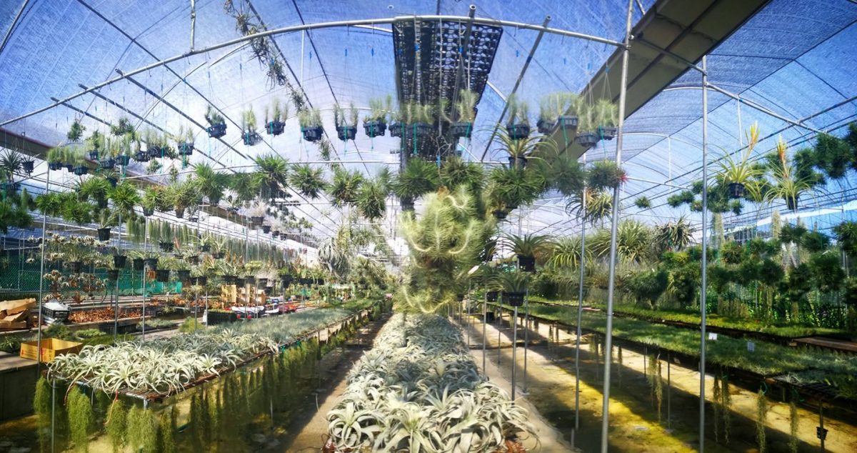 pick a plant