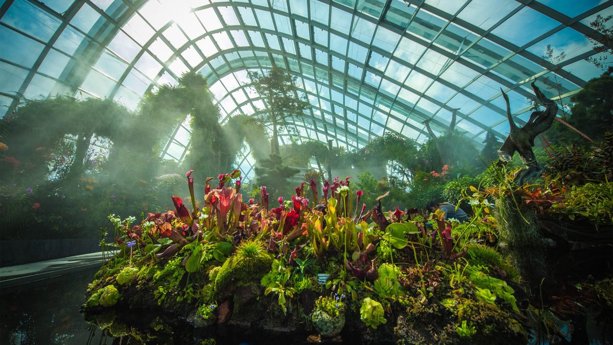 Cloud Forest