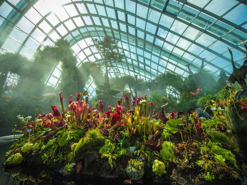 Cloud Forest