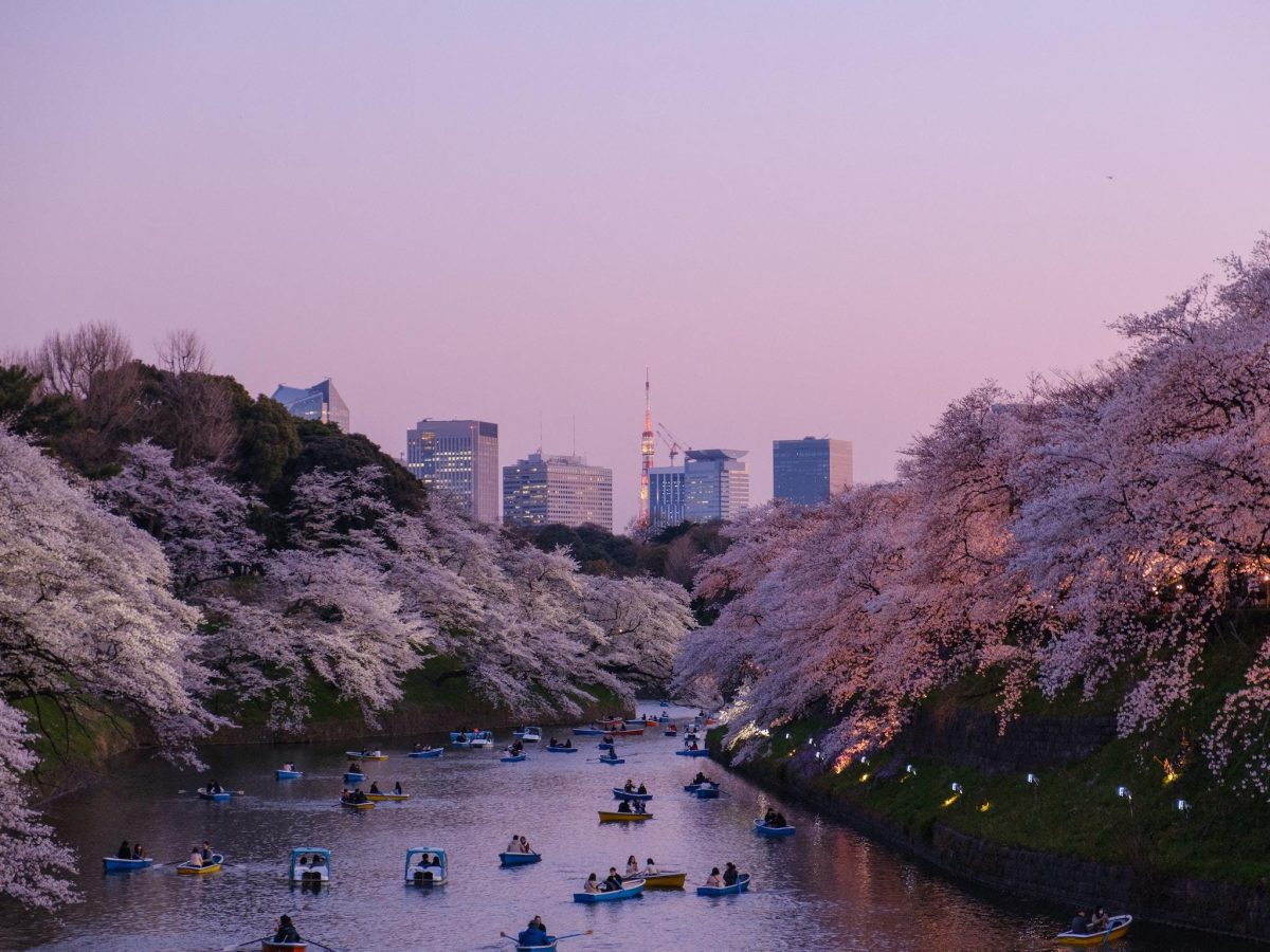 Cherry blossoms