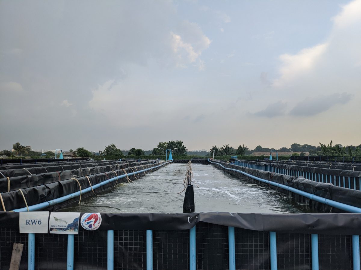 Blue Aqua Shrimp Farm