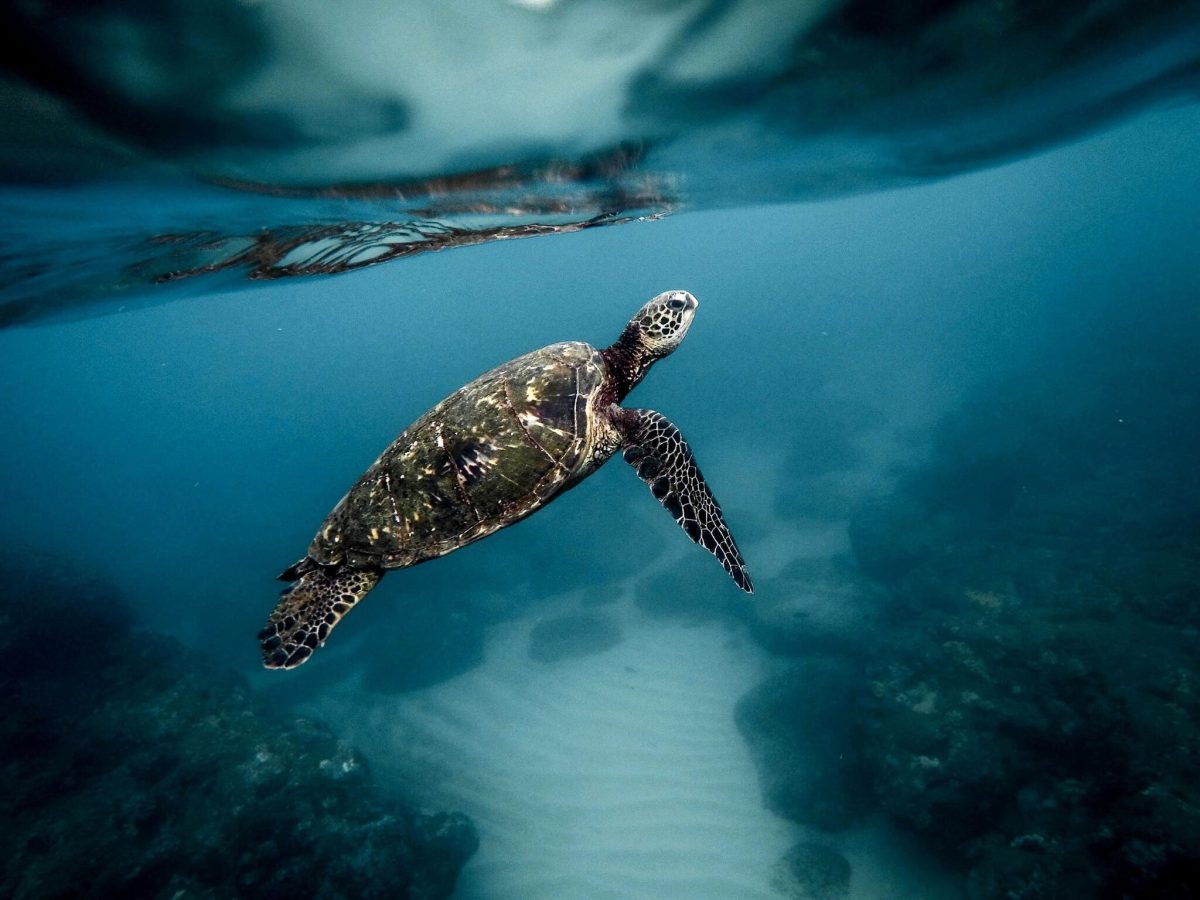 Hawksbill turtle