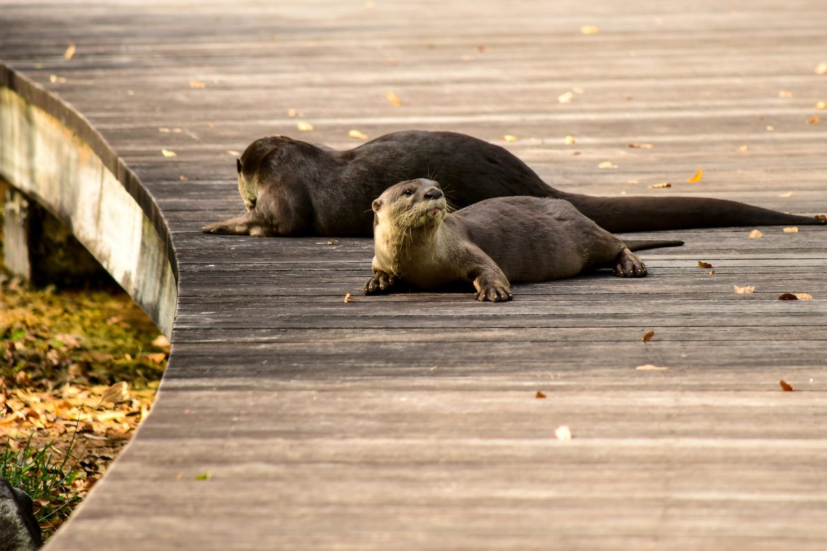 otters, singapore