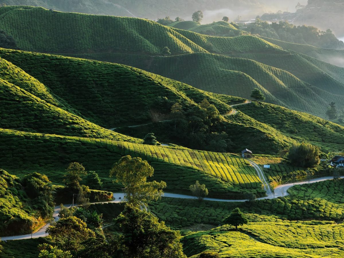 Cameron Highlands