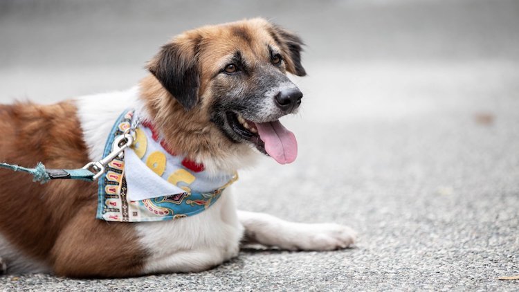Action for Singapore Dogs