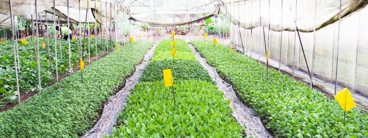 quan fa organic farms