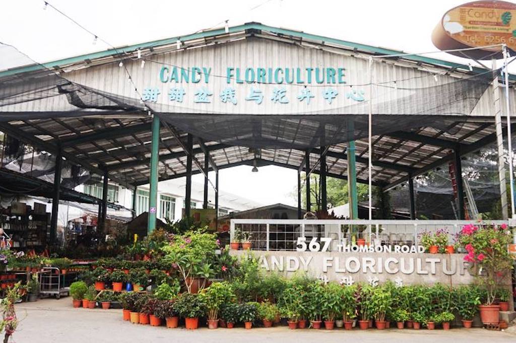 Candy Floriculture shop