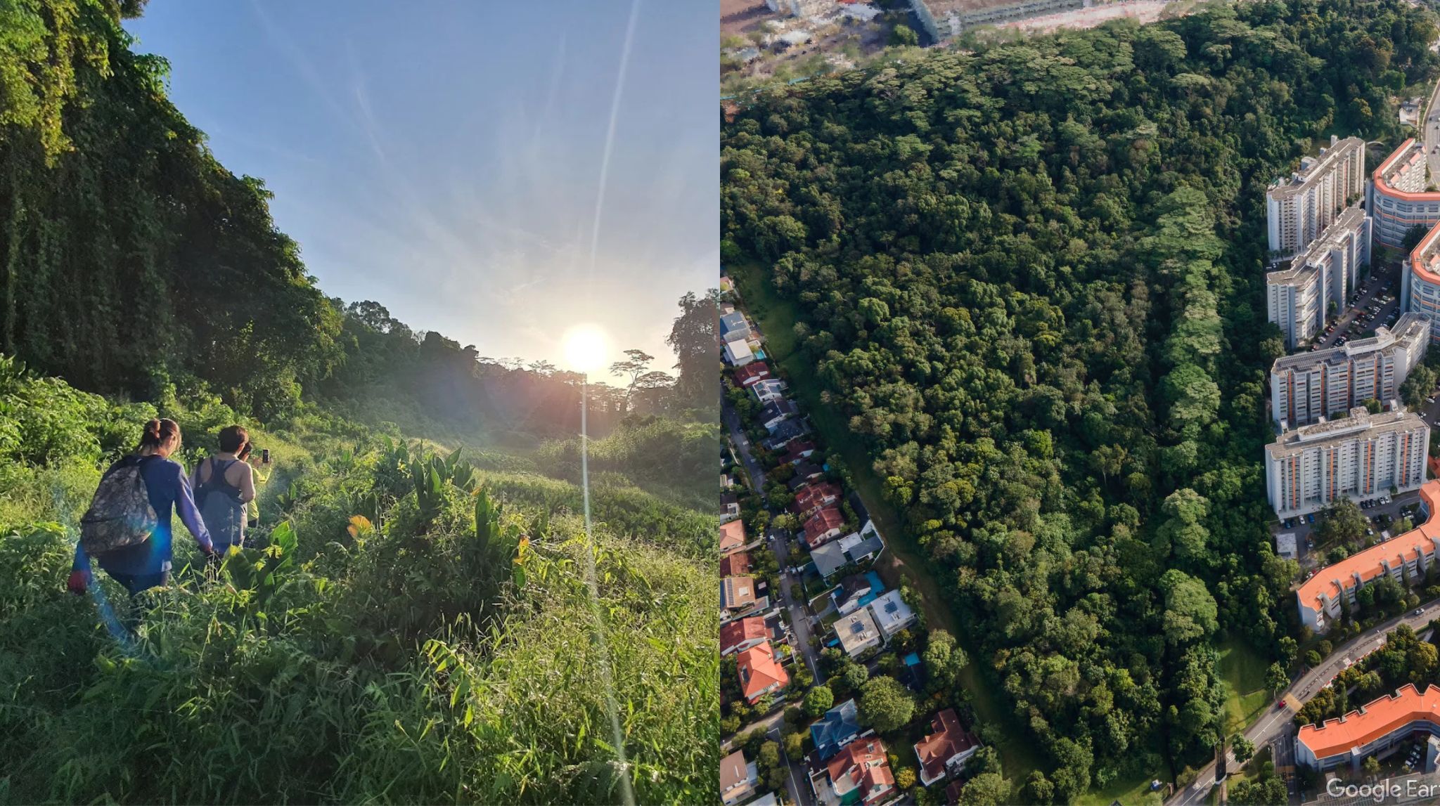 Maju Forest