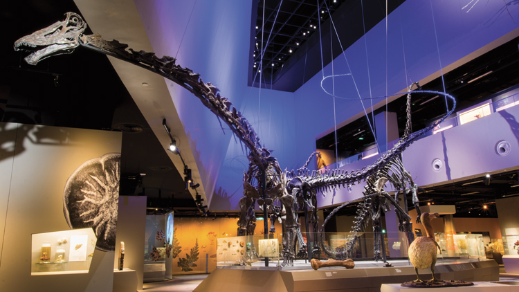 Lee Kong Chian Natural History Museum
