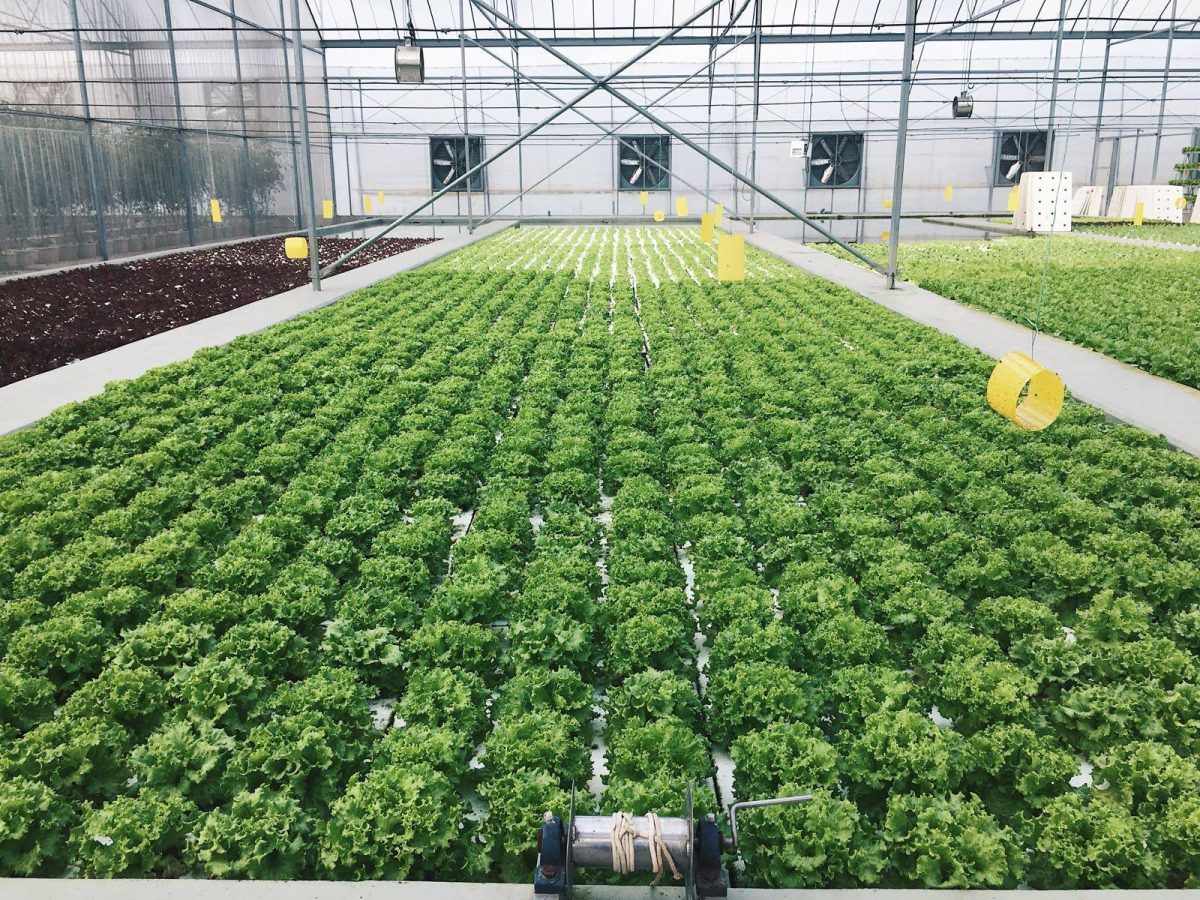 Kok Fah Technology Farm