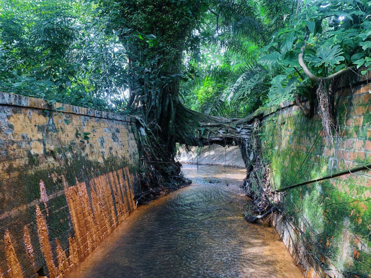 Clementi Forest