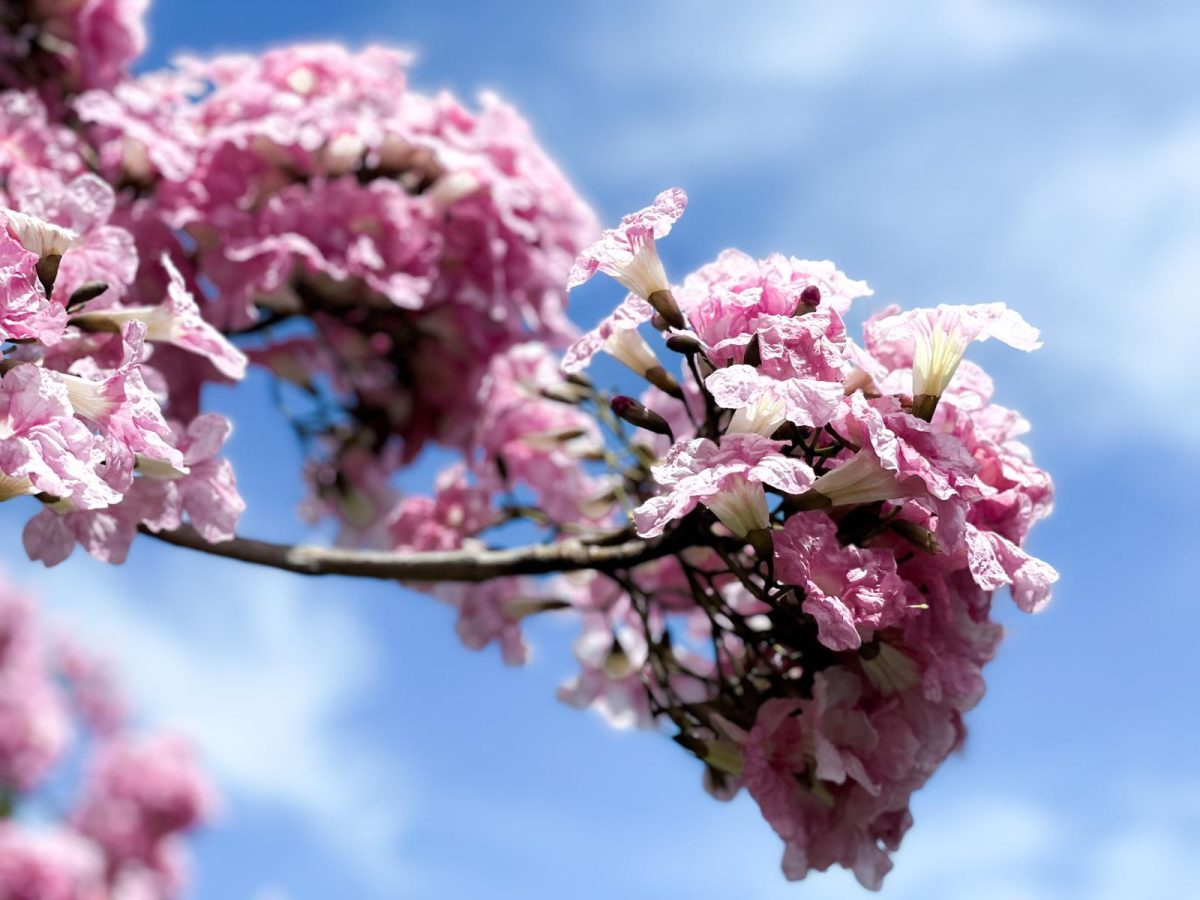 trumpet flowers