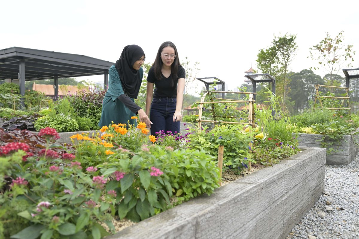 Edible Garden
