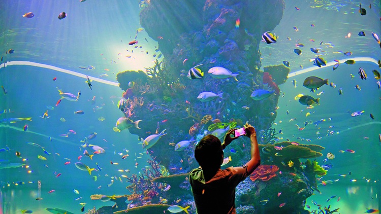 S.E.A. Aquarium