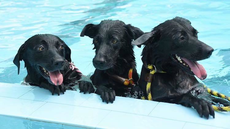 Mutts 'n' Mittens - Dogs