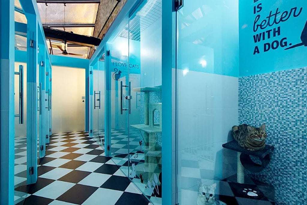 Pets Eden, interior