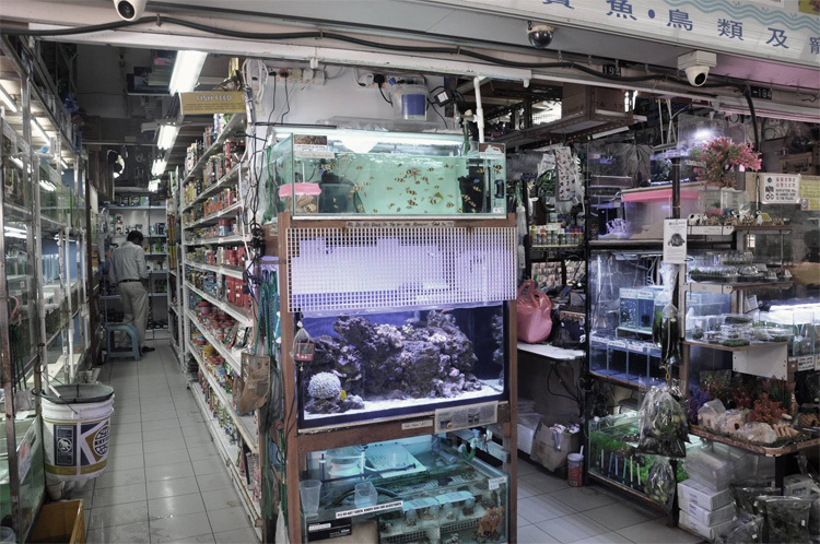 Polyart Aquarium