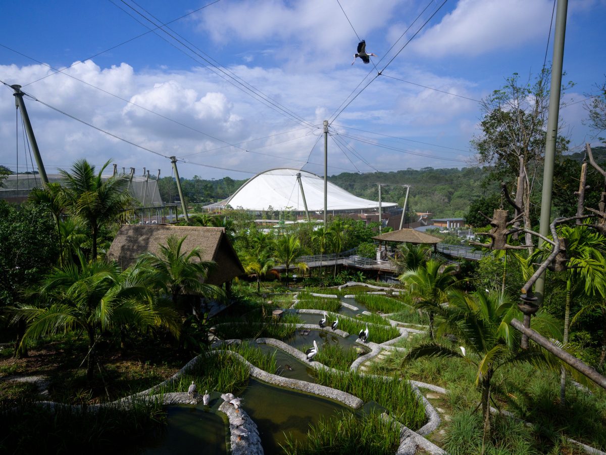 Bird Paradise