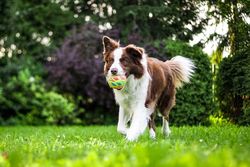 dog run
