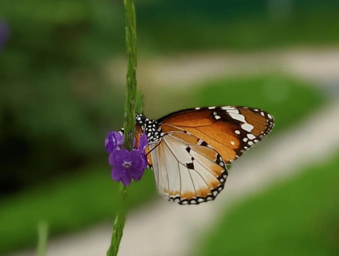 Photograph: Tampines Changkat Butterfly Garden