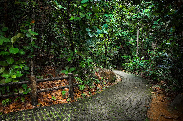 Bukit Timah Nature Reserve hiking trails