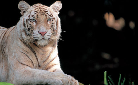 Singapore Zoo