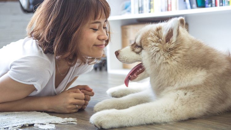 SPCA Singapore - Dog