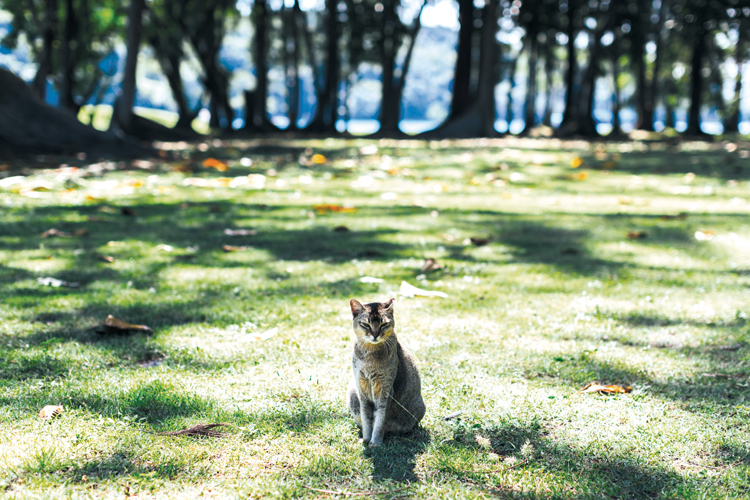 St John's Island, cats