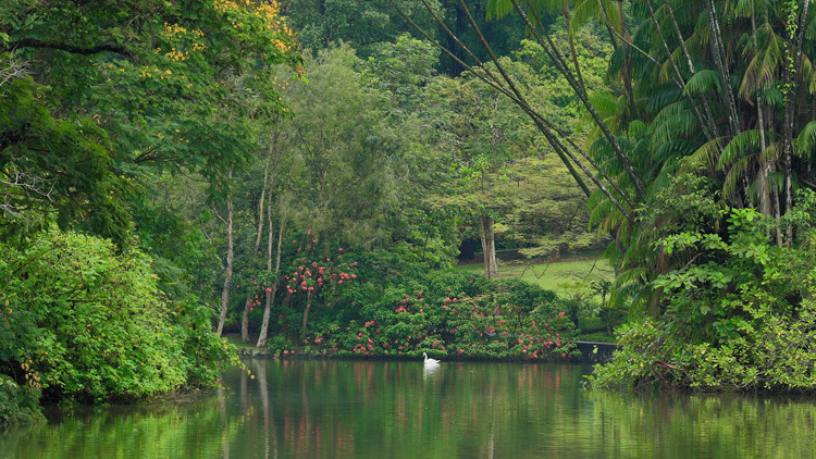 Singapore Botanic Gardens - Swan Lake
