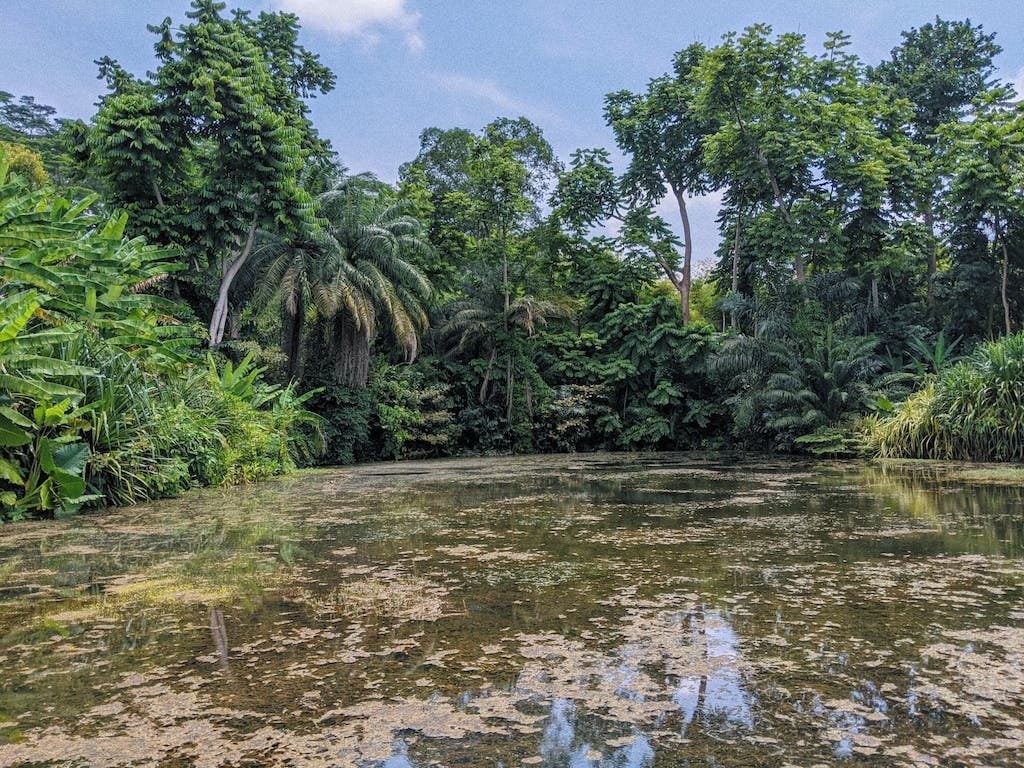 The Learning Forest