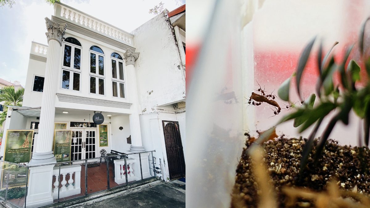 The Singapore Ants Museum